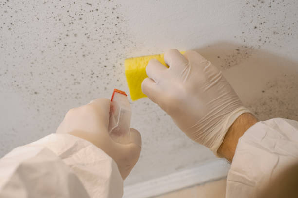 Reliable Whitfield, FL Mold Removal Solutions