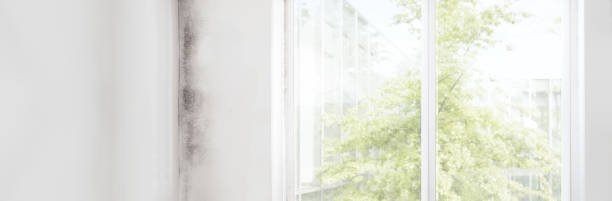 Best Black Mold Removal  in Whitfield, FL