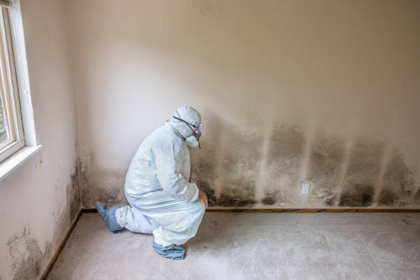 Best Mold Removal for HVAC Installations  in Whitfield, FL